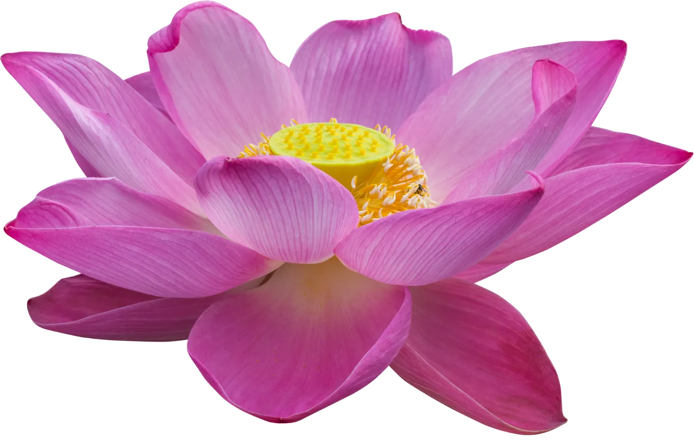 Pink lotus flower in full bloom